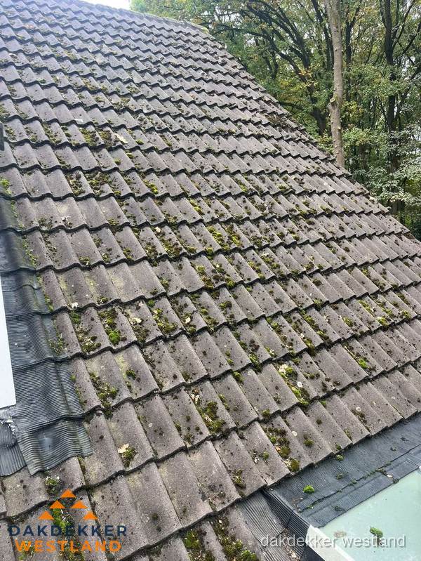 Verweerd pannendak met mosgroei dat renovatie nodig heeft in Westland Verweerd pannendak met mosgroei dat renovatie nodig heeft in Westland
